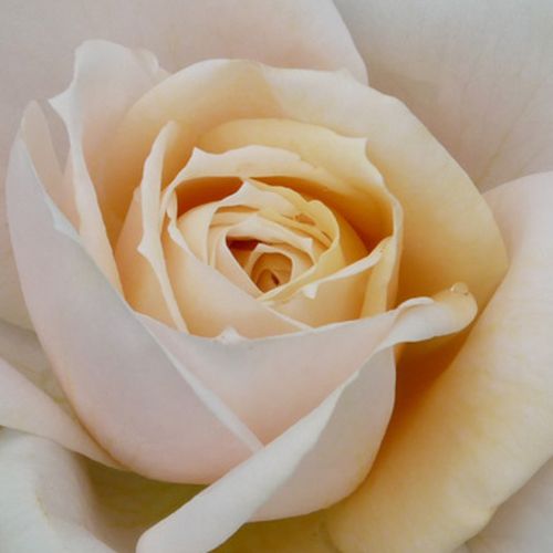 Online rózsa kertészet - virágágyi floribunda rózsa - fehér - Rosa Lions-Rose® - diszkrét illatú rózsa - Tim Hermann Kordes - Elegáns megjelenésű, lágy színekkel díszítő rózsa, Ágyásokban, konténerben, vagy önmagába ültetve is megállja a helyét.